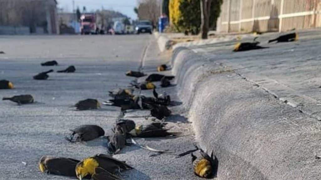 kotsyfia-mexico