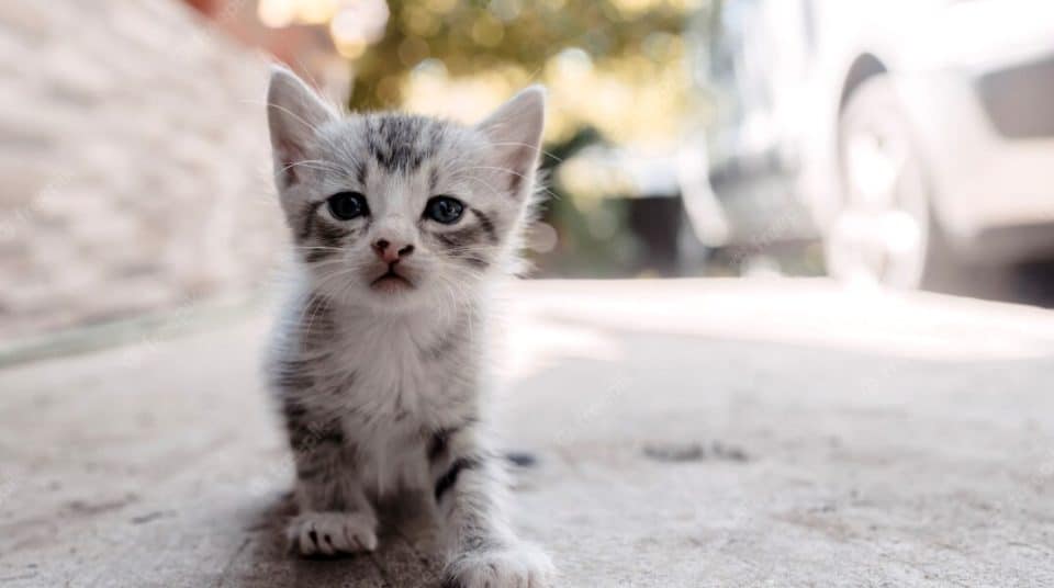 gataki-gati-gata-dromos_252863_342164