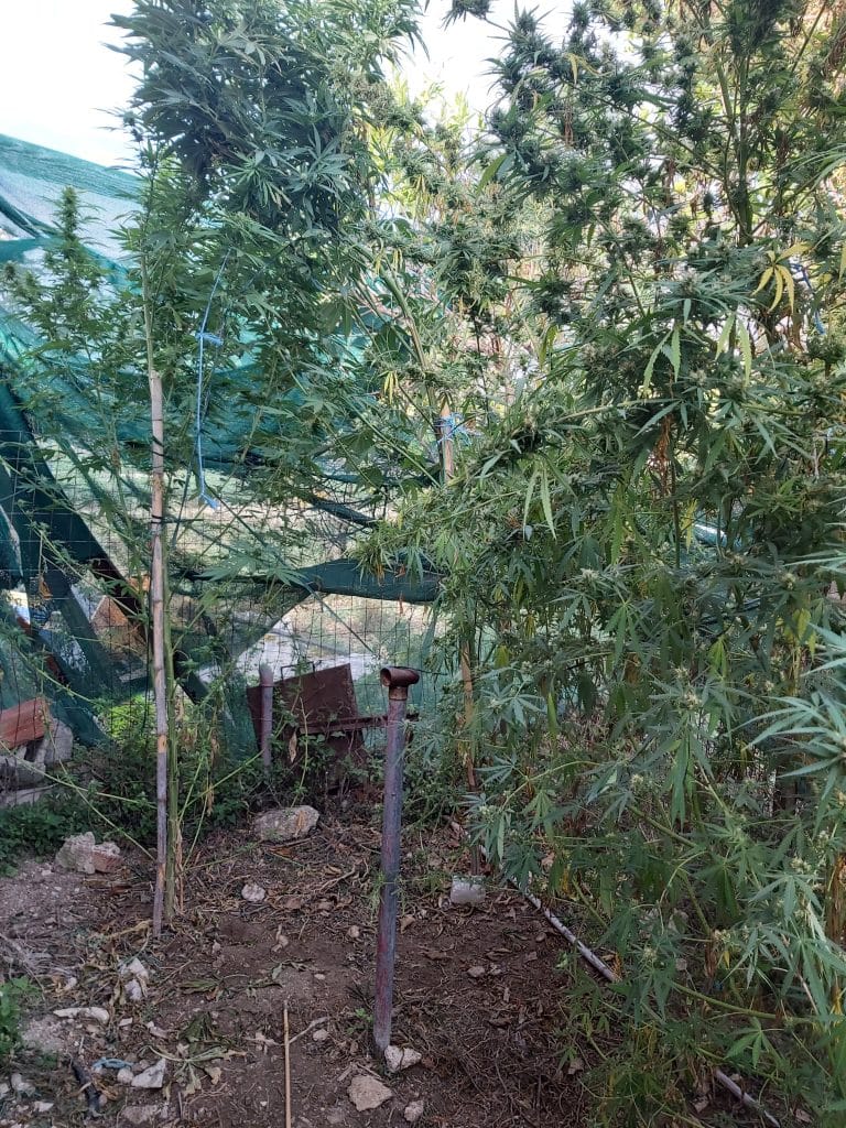 Συνελήφθη ένα άτομο για ναρκωτικά