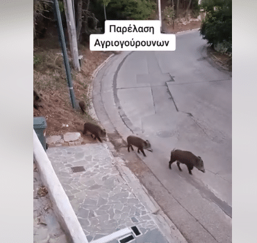 Αγριογούρουνα έκαναν «βόλτα» στους Θρακομακεδόνες