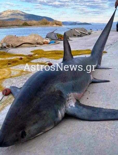 Καρχαρίας πίαστηκε στον Άγιο Ανδρέα