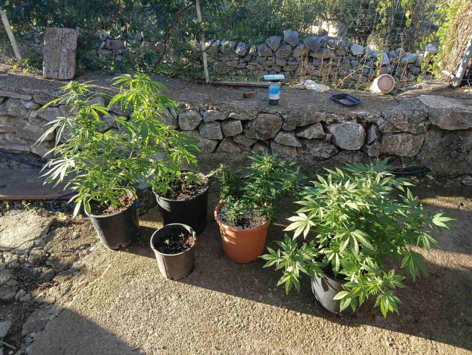 ΜΕΣΣΗΝΙΑ : Συνελήφθη άτομο για ναρκωτικά - Κατασχέθηκαν φυτά