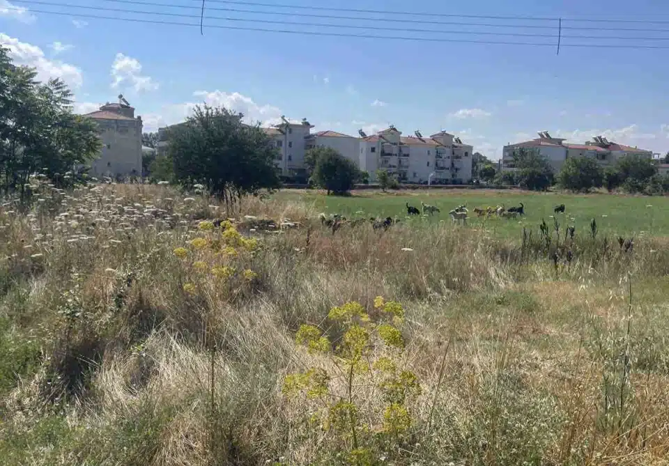 Νέα μαζική εγκατάλειψη σκύλων στο κέντρο της Τρίπολης – Σε εξέλιξη η επιχείρηση περισυλλογής